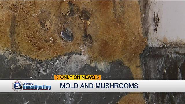 Tenant concerned about mold and mushrooms growing in Cleveland apartment