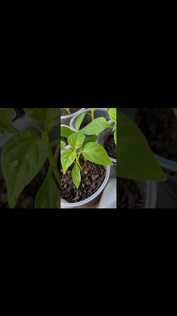Tangerine Peppers. So Many!