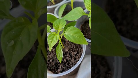 Tangerine Peppers. So Many!