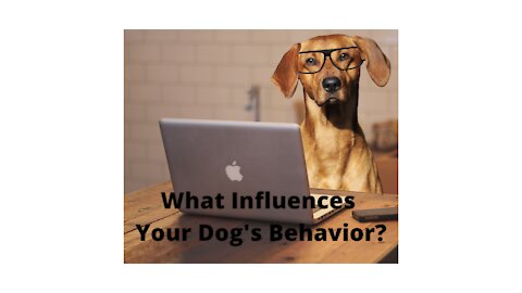 What Influences Your Dog's Behavior