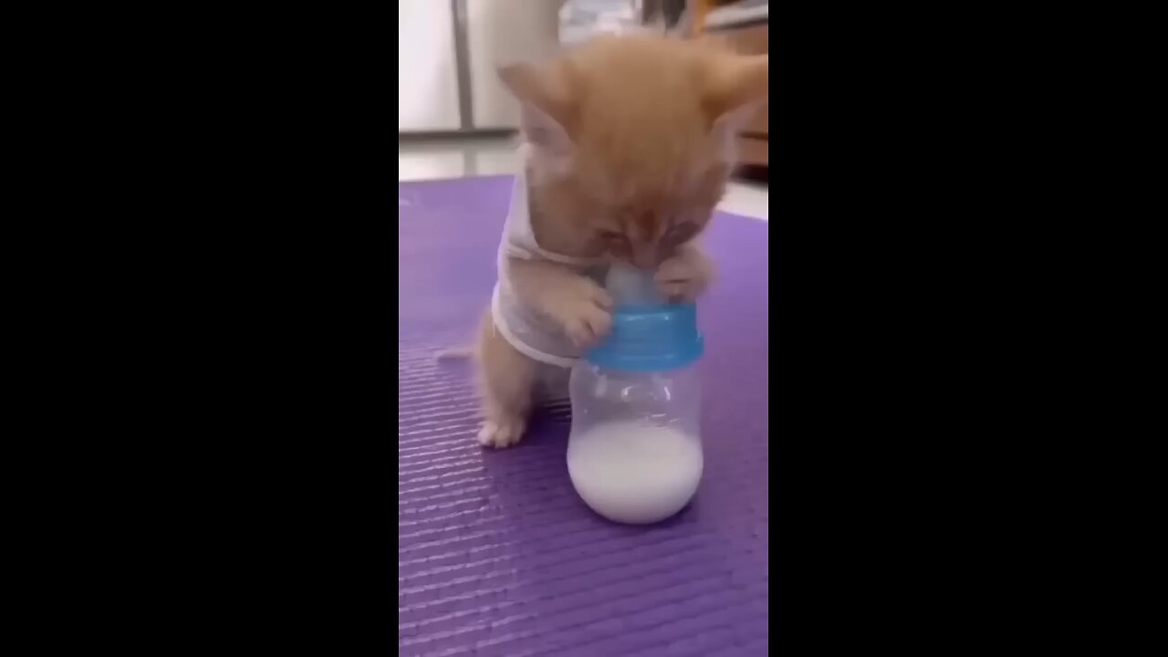 baby cat trying to drink milk ;"!:/)(:so cute 🥰