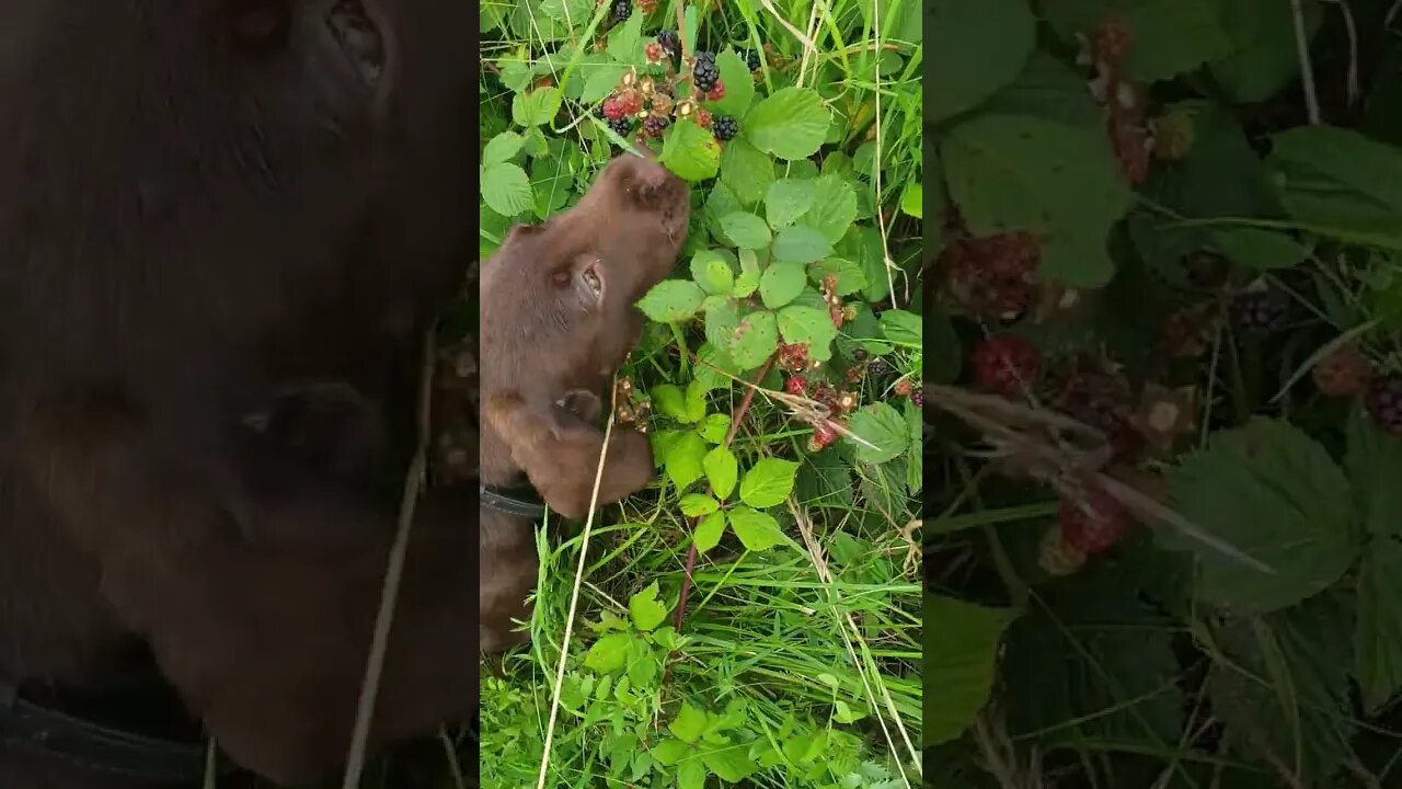 Picking His Own Berry's