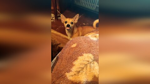 Little Piranha Dog almost bit off his owner's finger!