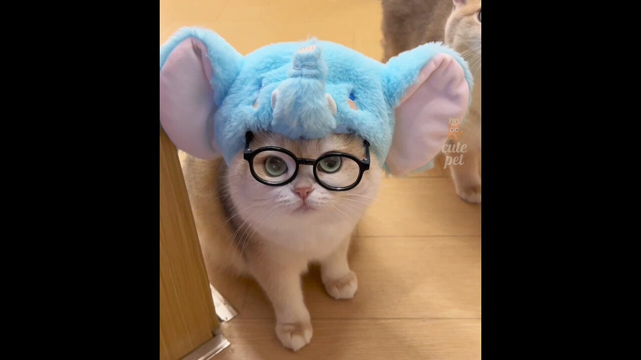 Cute Cat