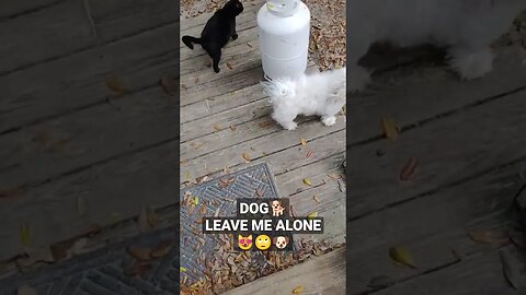 My CAT friend say's "DOG LEAVE ME ALONE" 🐶😜😻 #dogs #cat