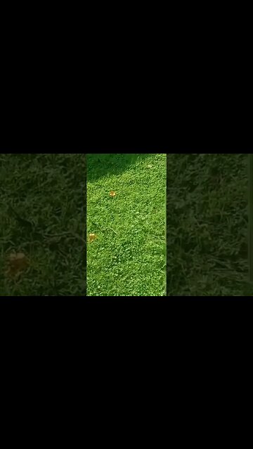 Derkie jumps 30 feet after mistaking a stick for a snake. #derkieverse #sbaw #derkie #white #bcmce