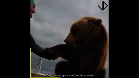 Bears Are BIG BABIES