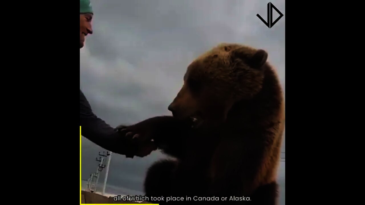 Bears Are BIG BABIES
