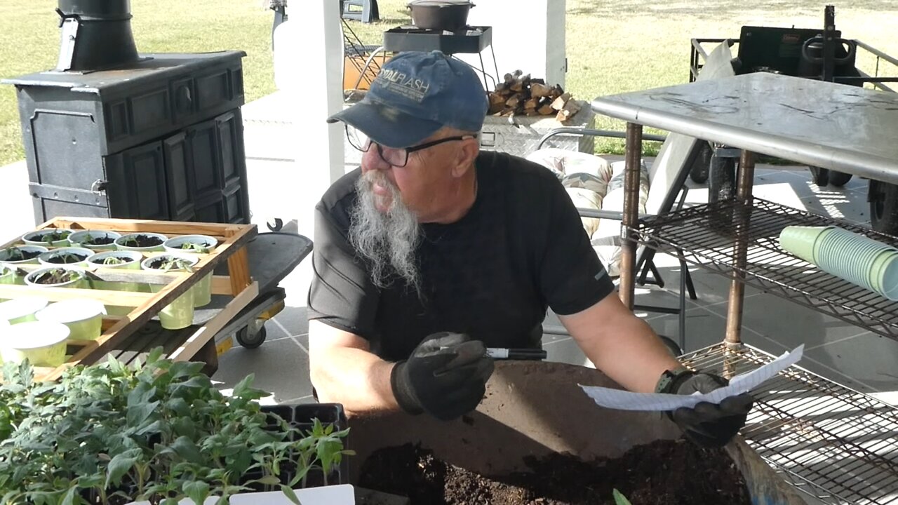 BACK YARD GARDEN (Tomato Transplant)