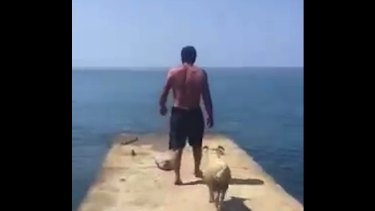 The lamb decided to jump into the water to save its owner