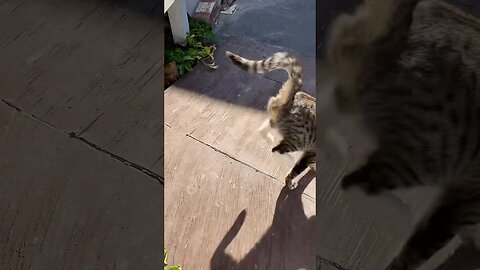 Kitten Jump!