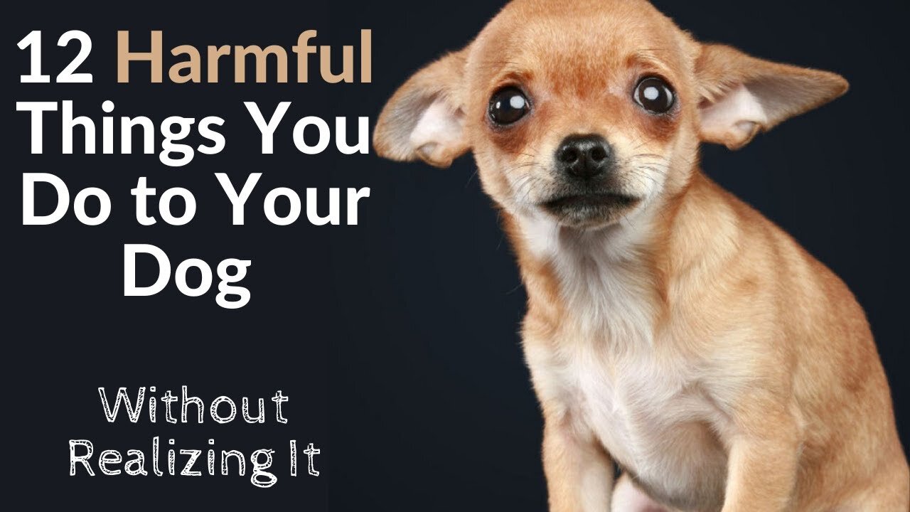 12 Harmful Things You Do To Your Puppy or Dog Without Realizing It