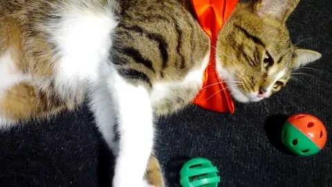 Sweet Cat Sleeps among His Toys #shorts