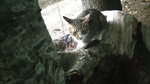 Kitten Climbs on a Big Log