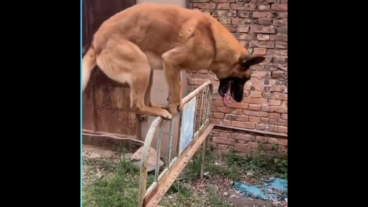 Dog Hi jump Training