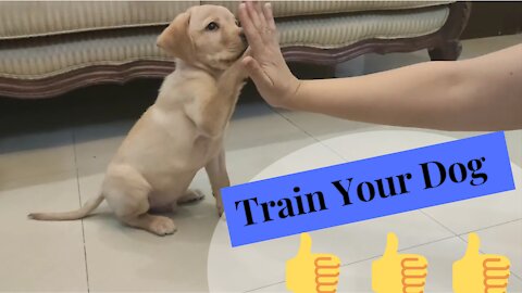 How to train your dog to be your partner.