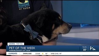 Pet of the Week: Keke