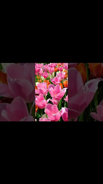 VÍDEO SEM DIREITOS AUTORAIS: