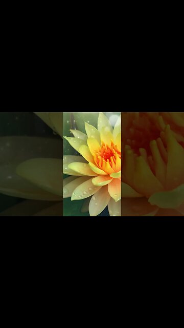 1 Minute Meditation I'M GRATEFUL FOR MY OPPORTUNITIES #shorts #youtubeshorts #1minutemeditation #zen