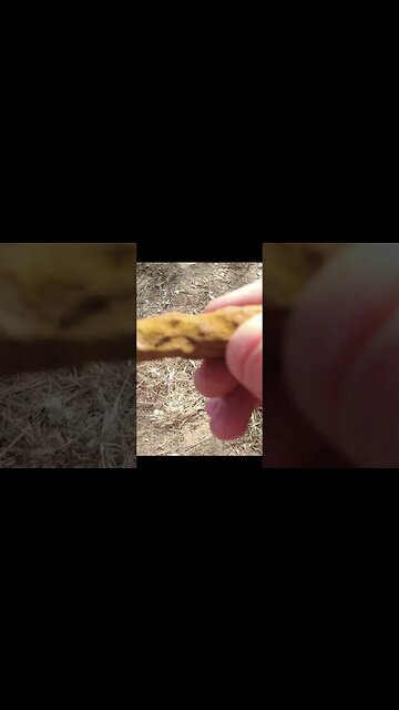 civilwar pocket knife #relics #confederate #history #coins #buttons #civilwar #metaldetecting