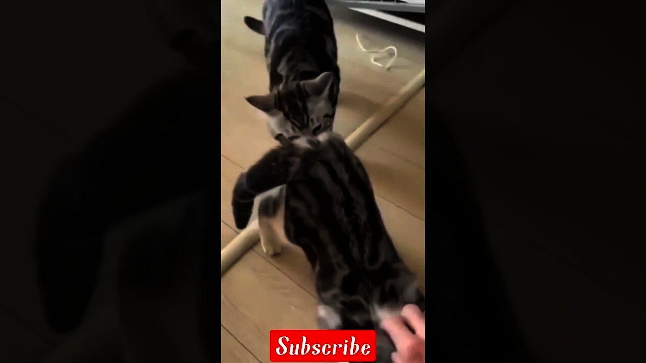 2022 best cute cat video,funny cat videos 2022|cute moment of the animals|funny cat video|pat-3😍😂😂