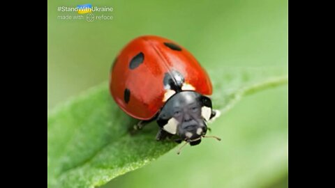 The Ultimate Donald Trump Ladybug Meme! 🐞