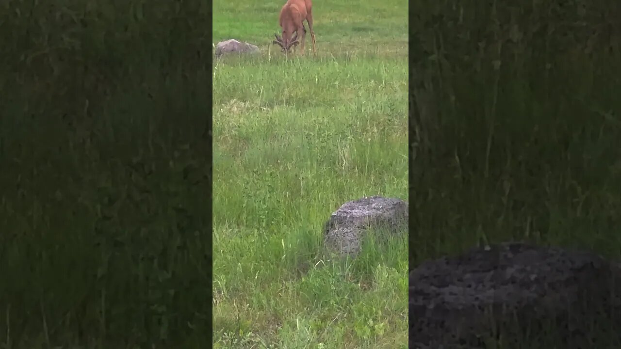 Chimney Lakes Center campgrounds there's a deer grazing #nature #travel #camping #exploring