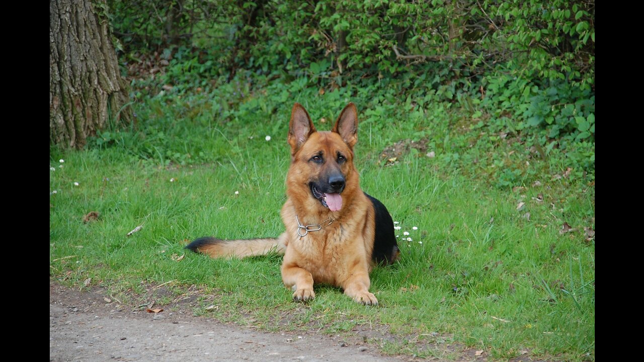 german Shepard dogs are friendly with other dogs