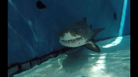Aquarium filled with Sharks