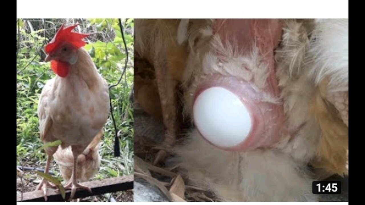 Chicken and Duck laying egg