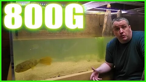 Overhauling Aquarium Coops 800 Gallon Aquarium