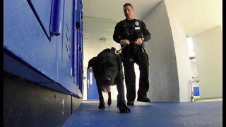 Gun-sniffing K9 joins FAU Police