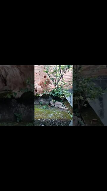 #dogshow , #animals , #dogs , #shorts