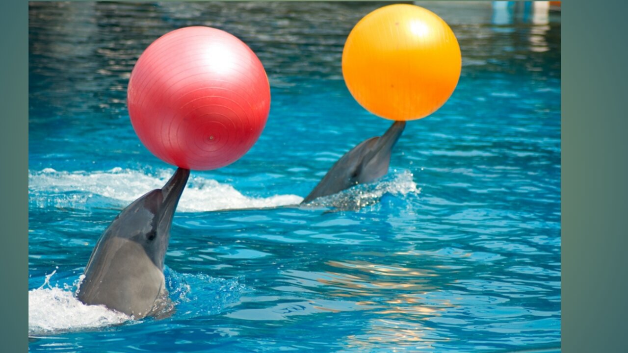 Dolphin danching funny video