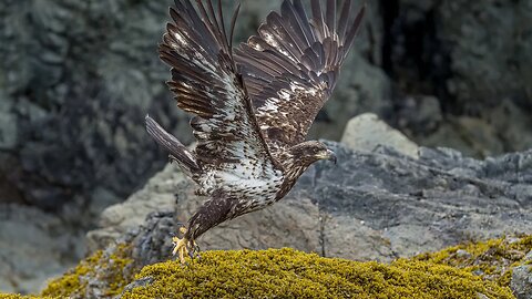 Immature Bald Eagle Frame Animation, Sony A1/Sony Alpha1, 4k