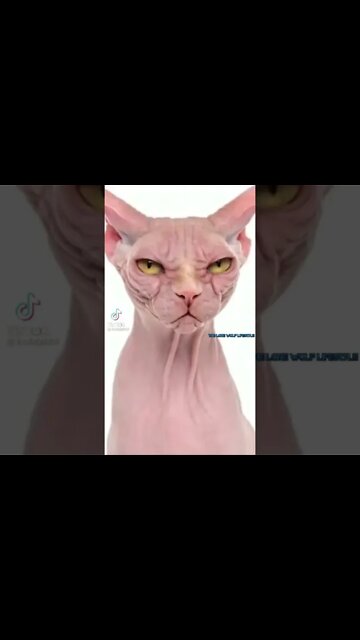 Her kitty is hairless, angry, and has saggy skin.