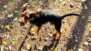 Happy Beagle with Ball, Part 1