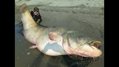 Top 5 Big Fish Caught in The Sea are Recorded By Cameras - Amazing Fishing Skills, Catching ,big