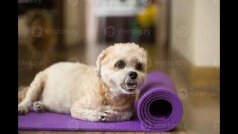 Meilleurs chiens pratiquant le yoga