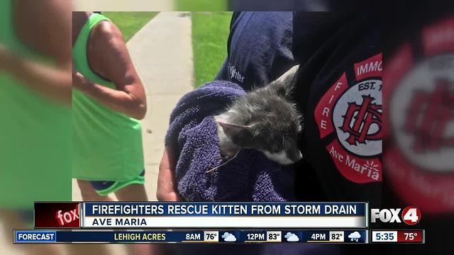 Immokalee firefighters rescue kitten