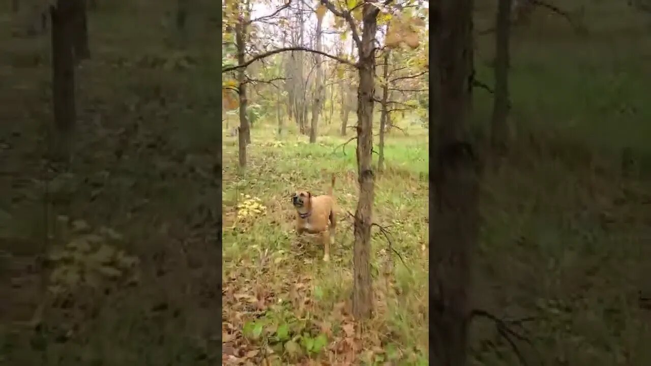 dog dont care about the rain he's getting that squirrel!