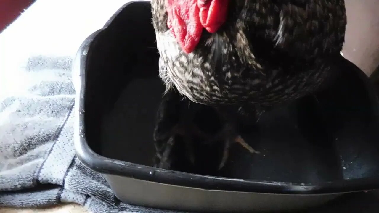 Mr. Black getting a foot bath & a Vaseline leg rub. & he sure loves it! 🐓💖😊 #HappyRoosters