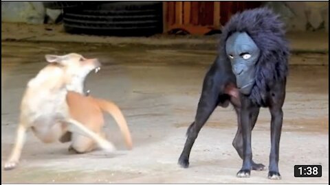 MUM_S PRANK FAIL--‍♀️ _ MUM TRIES TO PRANK COCO_ TOTALLY BACKFIRES --------------_shorts
