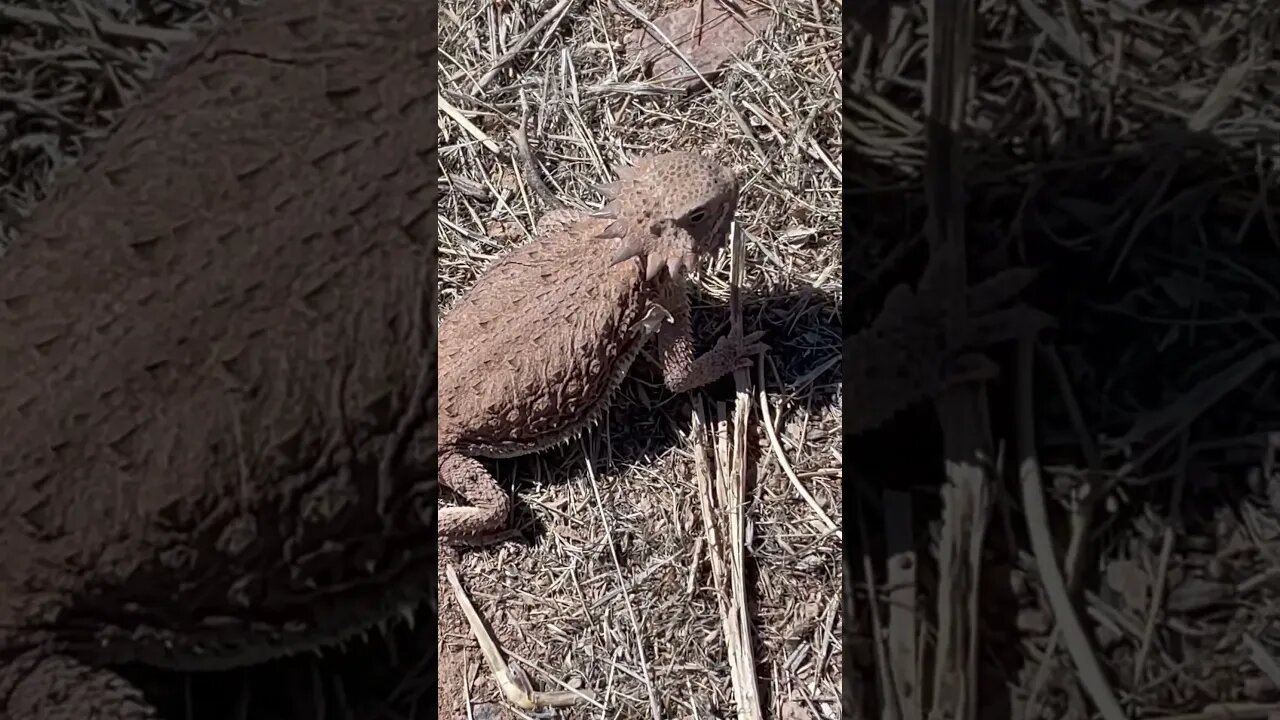 Meet Dewey a new friend on the #homestead #highdesert #animal #horneytoadlizard