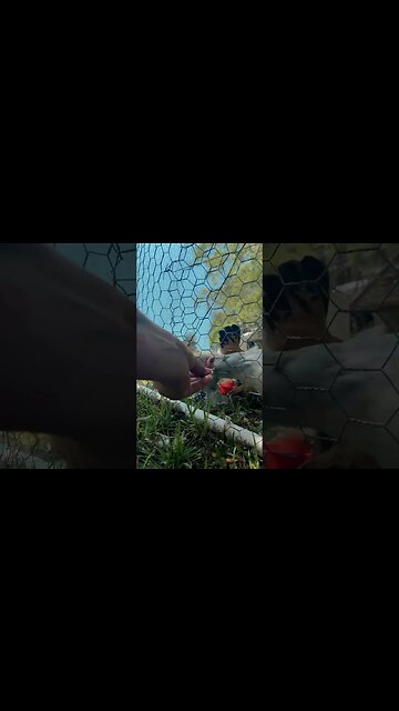 Bread for my babies 😊