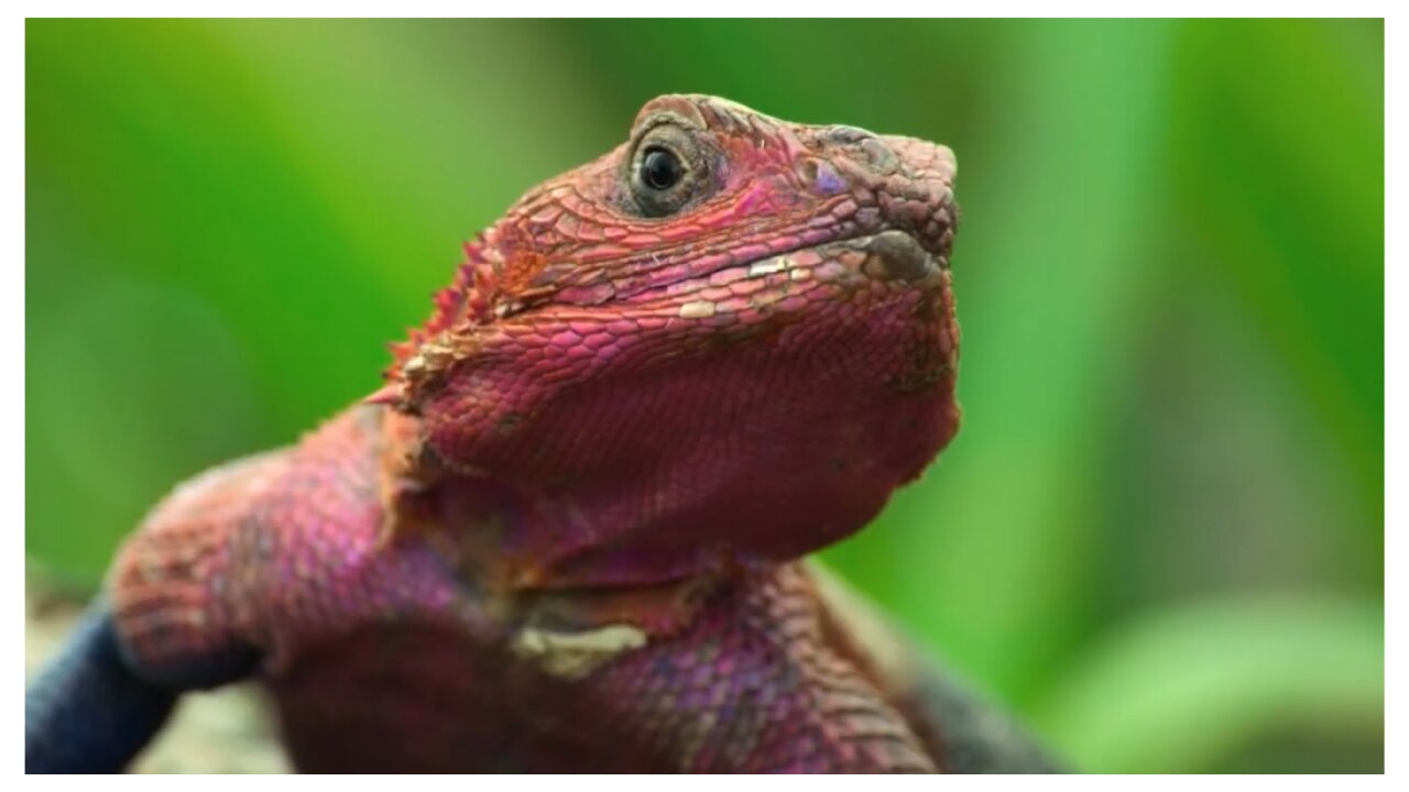 Rainbow Lizard