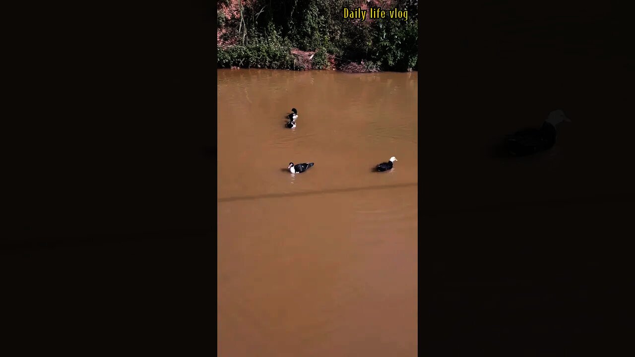 duck is swimming in the fish pond