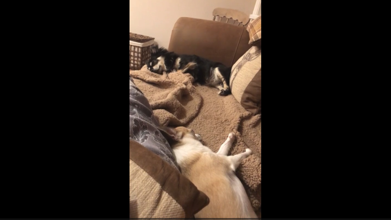 Chihuahua gets excited when owner mentions bedtime