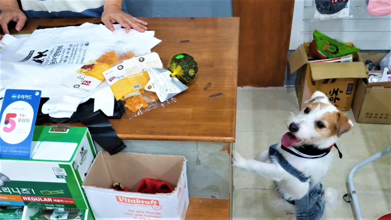 Jack Russell picks out favorite toy at the store