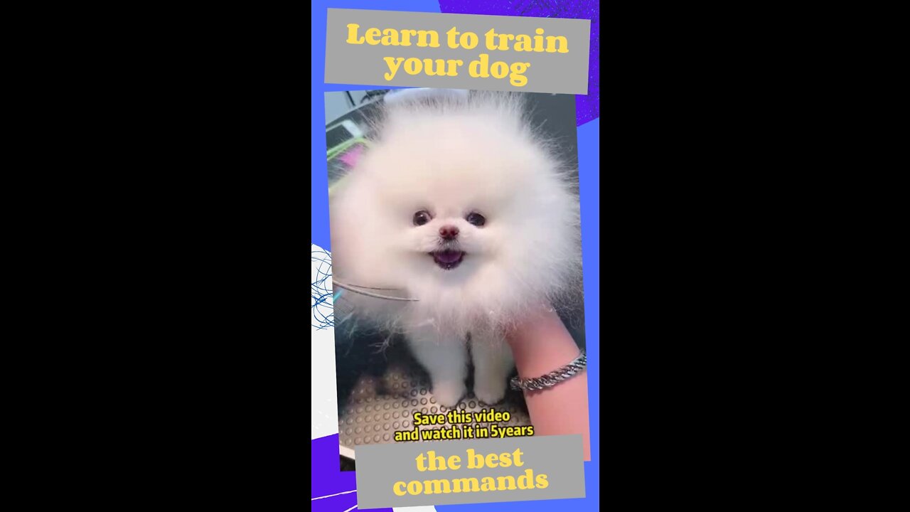 HOW TO TRAIN YOUR DOG - cutting the hair